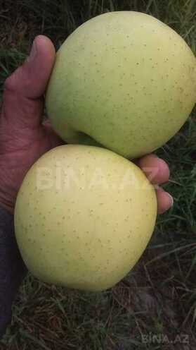 Satılır  torpaq 168 sot, photo 26 from 31