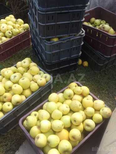 Satılır  torpaq 168 sot, photo 28 from 31