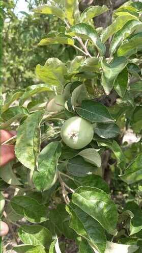 Satılır  torpaq 168 sot, photo 29 from 31