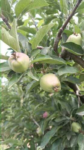 Satılır  torpaq 168 sot, photo 30 from 31