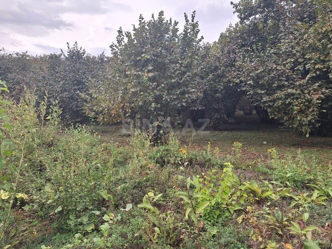 Satılır  torpaq 33 sot, photo 9 from 19