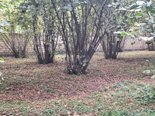 Satılır  torpaq 33 sot, photo 4 from 19