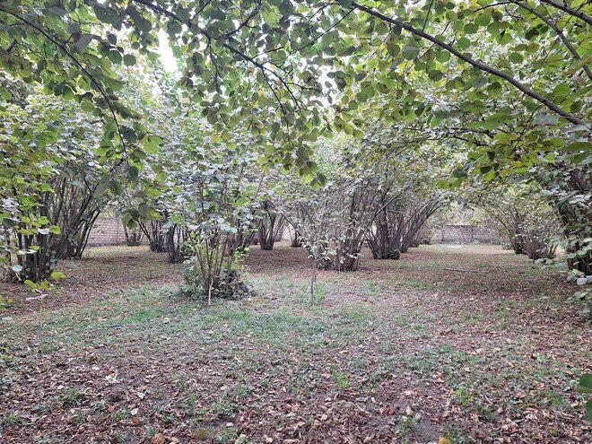 Satılır  torpaq 33 sot, photo 5 from 19