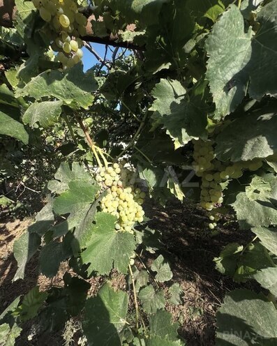 Продаётся  участок 6 сот, пос. Шувеляны, photo 13 from 18