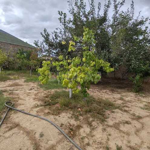 Satılır  torpaq 10 sot, Buzovna q., photo 18 from 21