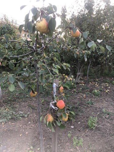 Продаётся  участок 2.5 сот, пос. Ахмедлы, photo 3 from 5