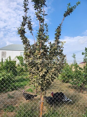 Продаётся  участок 8 сот, пос. Ашагы Гюздек, photo 3 from 10