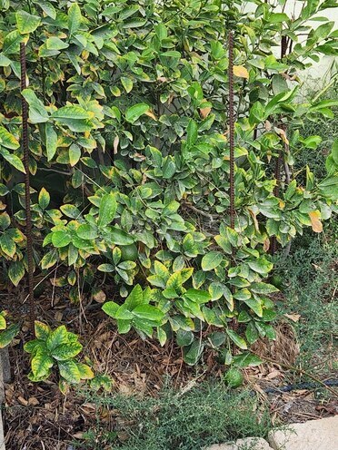 Продаётся  участок 8 сот, пос. Ашагы Гюздек, photo 4 from 10