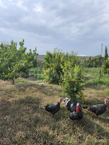 Продаётся  участок 8 сот, пос. Ашагы Гюздек, photo 7 from 10