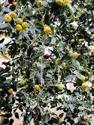 Satılır  obyekt 1 550 m², Türkan q., photo 25 from 31