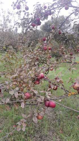 Продаётся  участок 40 сот, photo 5 from 9