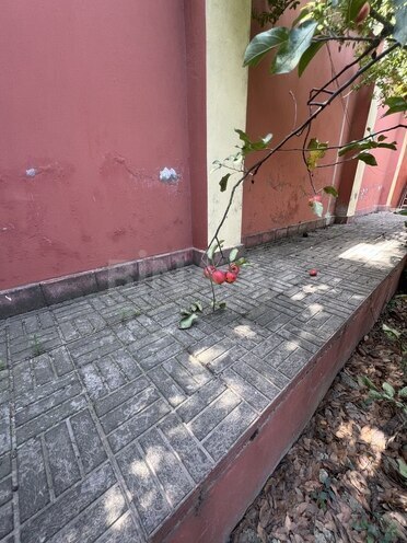 Satılır 8 otaqlı həyət evi/bağ evi 450 m², Qara Qarayev m., photo 7 from 32