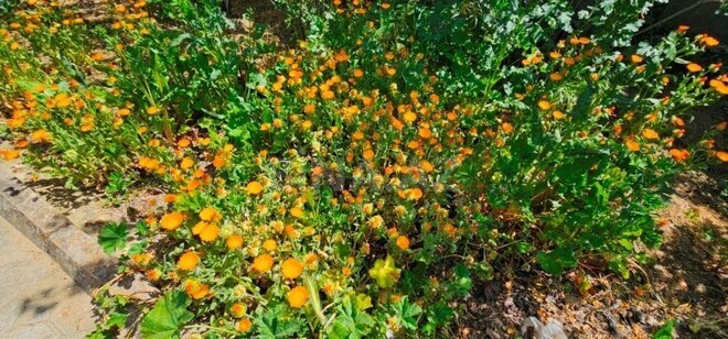 Продаётся  участок 10 сот, пос. Новханы, photo 5 from 10