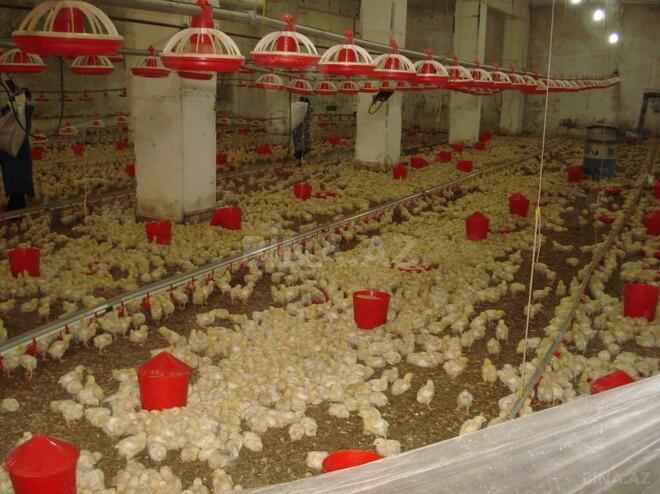 Satılır  obyekt 3 000 m², Xocəsən m., photo 5 from 16