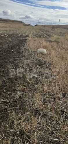 Satılır  torpaq 6 400 sot, photo 4 from 17