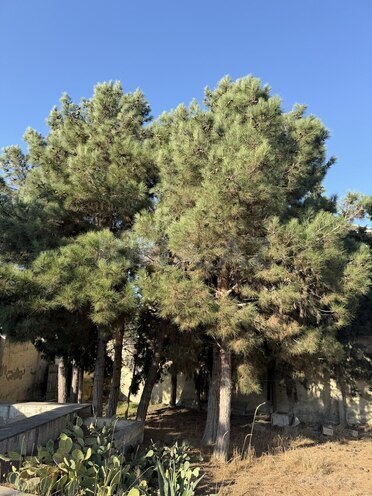 Satılır  torpaq 11 sot, Mərdəkan q., photo 10 from 13