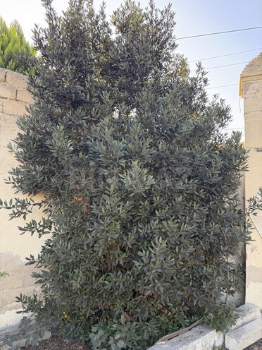 Satılır  torpaq 11 sot, Mərdəkan q., photo 11 from 13