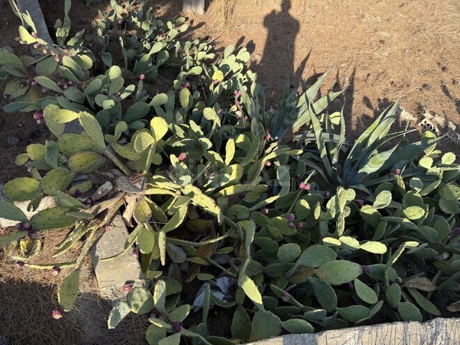 Satılır  torpaq 11 sot, Mərdəkan q., photo 12 from 13