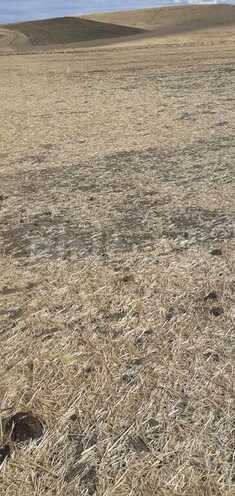 Продаётся  участок 63 362.2 сот, photo 15 from 22