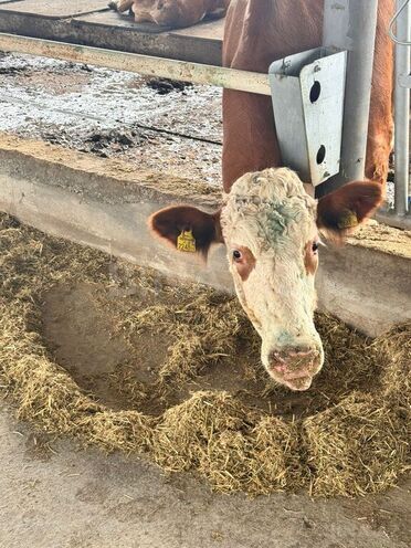 Satılır  obyekt 3 000 m², Xaçmaz r., photo 17 from 32