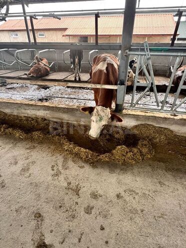 Satılır  obyekt 3 000 m², Xaçmaz r., photo 16 from 32