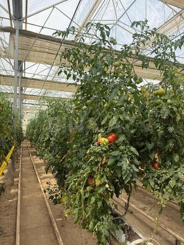 Продаётся  участок 290 сот, пос. Фатмаи, photo 13 from 15