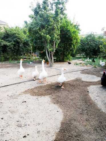 Продаётся  участок 15.3 сот, пос. Ахмедлы, photo 4 from 7