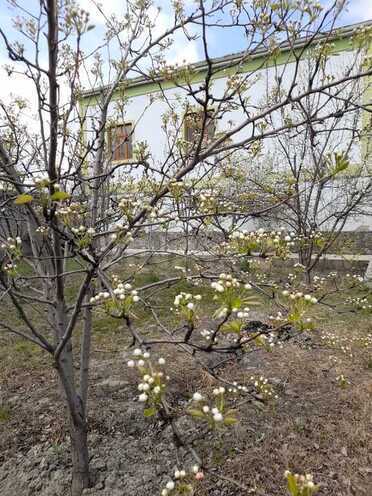 Satılır 6 otaqlı həyət evi/bağ evi 360 m², Xaçmaz r., photo 4 from 27