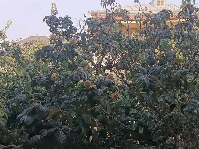 Satılır 9 otaqlı həyət evi/bağ evi 420 m², Pirşağı q., photo 8 from 27