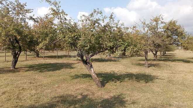 Продаётся  участок 38 сот, photo 8 from 11