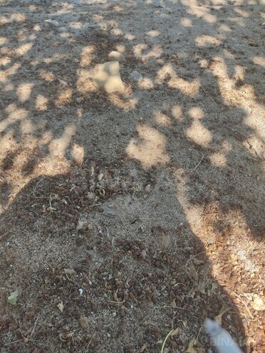 Продаётся  участок 2 сот, пос. Горадил, photo 5 from 6