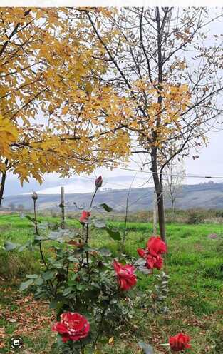 Satılır  obyekt 600 m², photo 21 from 23