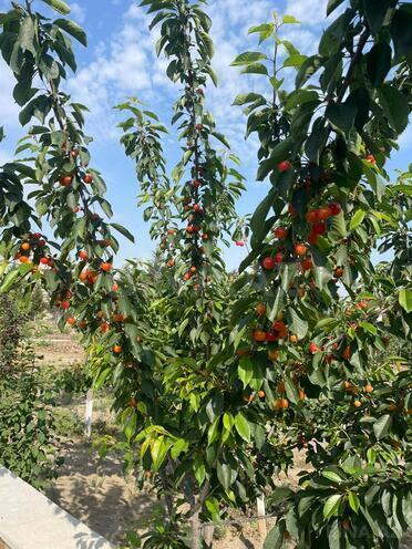 Satılır  torpaq 21.5 sot, Mərdəkan q., photo 15 from 30