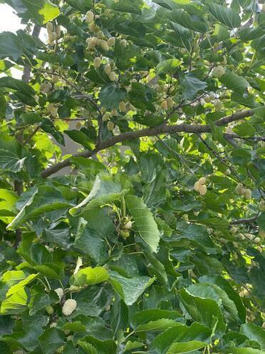 Satılır  torpaq 21.5 sot, Mərdəkan q., photo 16 from 30