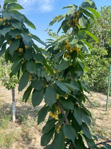 Satılır  torpaq 21.5 sot, Mərdəkan q., photo 14 from 30