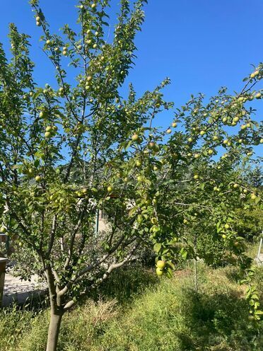 Satılır  torpaq 21.5 sot, Mərdəkan q., photo 20 from 30