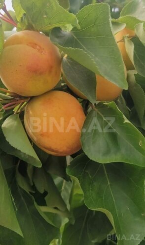 Satılır 6 otaqlı həyət evi/bağ evi 222 m², Masazır q., photo 29 from 32