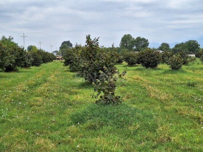 Продаётся  участок 100 сот, photo 26 from 27