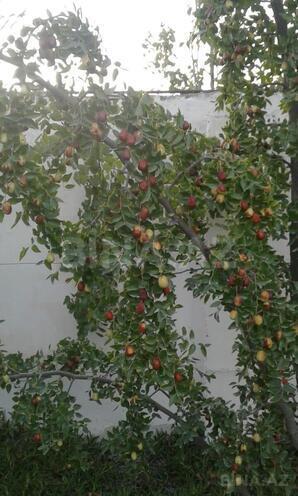 Продаётся 5-комн. дом/дача 200 м², пос. Нардаран, photo 6 from 17