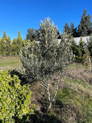 Продаётся  участок 7 сот, пос. Шувеляны, photo 12 from 27