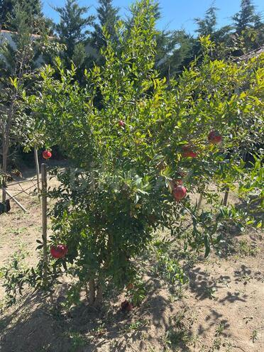 Продаётся  участок 7 сот, пос. Шувеляны, photo 23 from 27