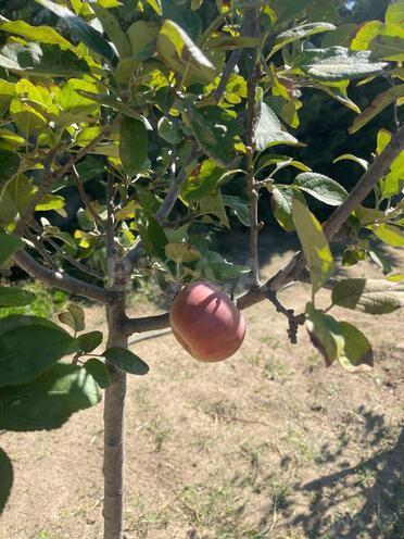 Продаётся  участок 7 сот, пос. Шувеляны, photo 25 from 27