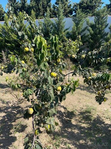 Продаётся  участок 7 сот, пос. Шувеляны, photo 24 from 27