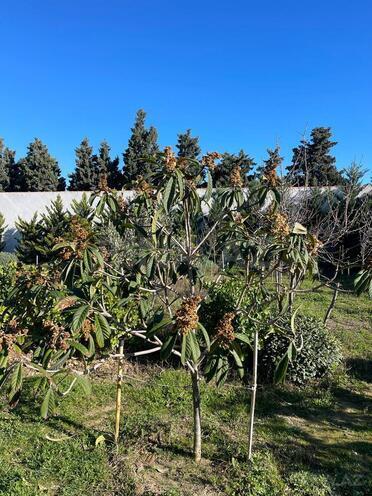 Продаётся  участок 7 сот, пос. Шувеляны, photo 10 from 27