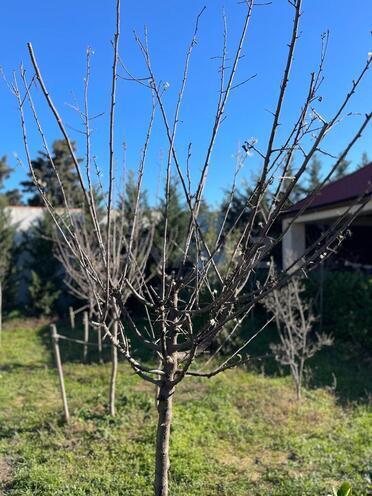 Продаётся  участок 7 сот, пос. Шувеляны, photo 11 from 27