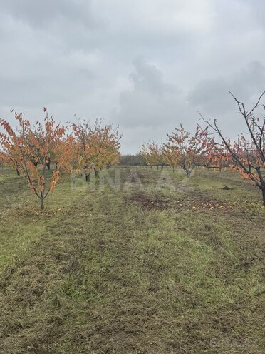 Satılır  torpaq 81 sot, photo 3 from 7