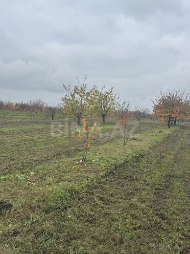 Satılır  torpaq 81 sot, photo 5 from 7