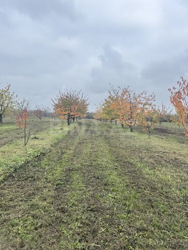 Satılır  torpaq 81 sot, photo 4 from 7