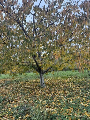 Satılır  torpaq 81 sot, photo 6 from 7