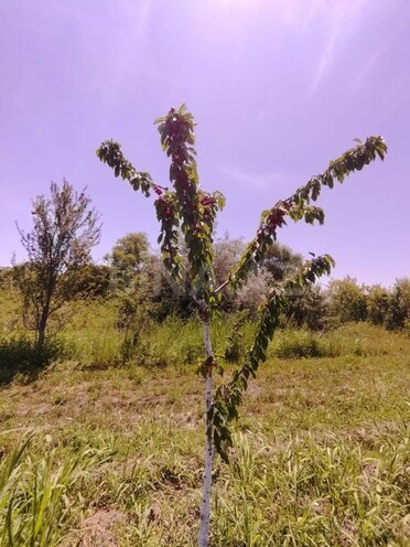 Satılır  obyekt 250 m², photo 13 from 15